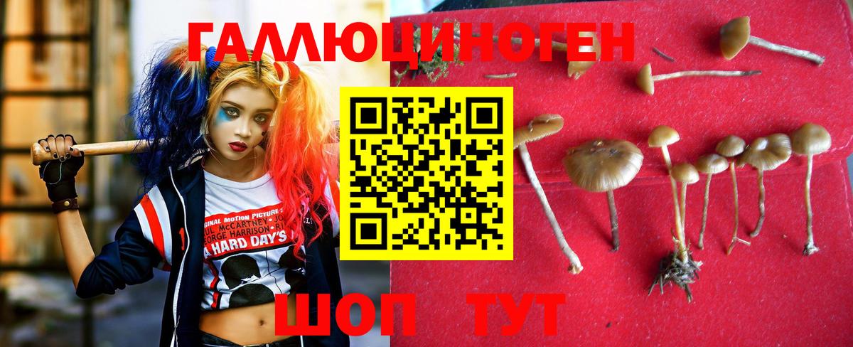 Дербент  купить  цена  Вход с VPN  Галлюциногенные грибы мицелий  Псилоцибиновые грибы Psilocybe 